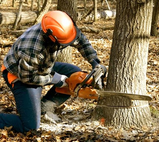 Tree Removal in Dearing, GA